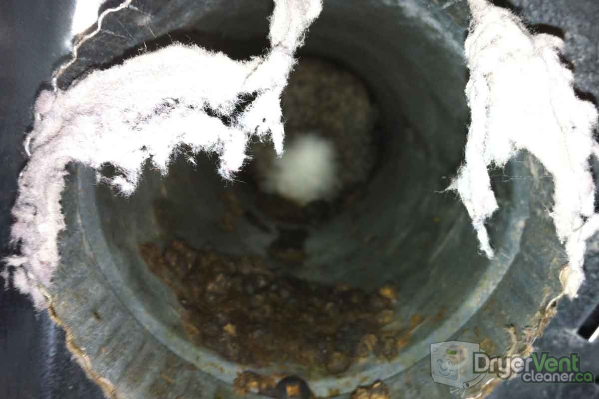 rabbit stuck in dryer