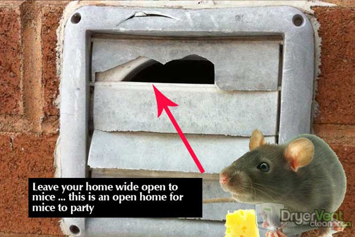Keep mice out of your dryer vent