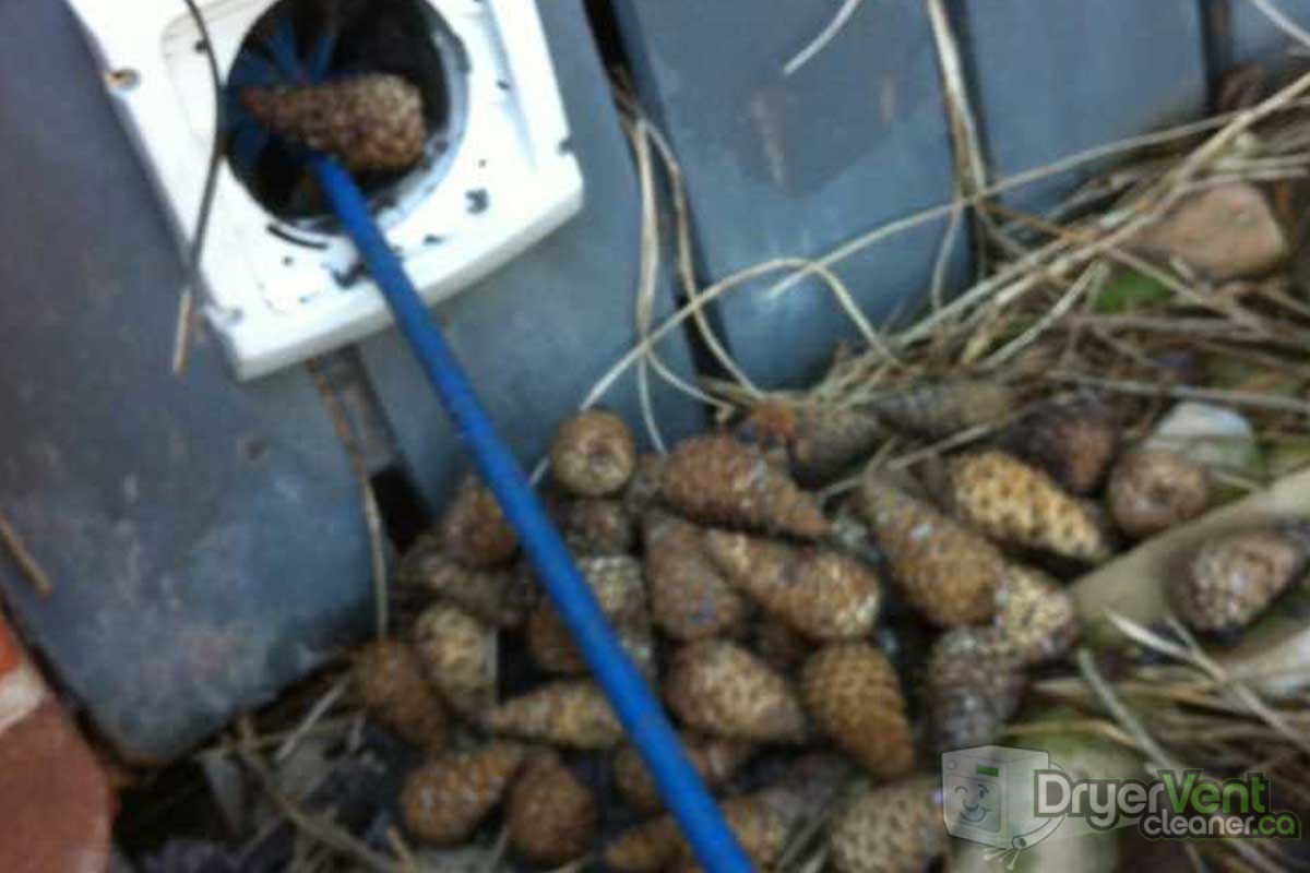 Removing pine cones from dryer vent