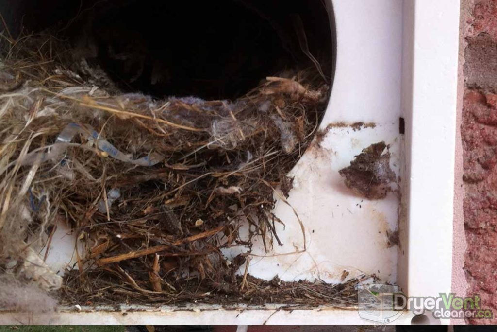 Bird nest removal from dryer vent