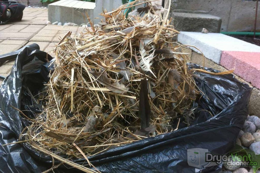 Bird nest removed from dryer vent in Stoney Creek