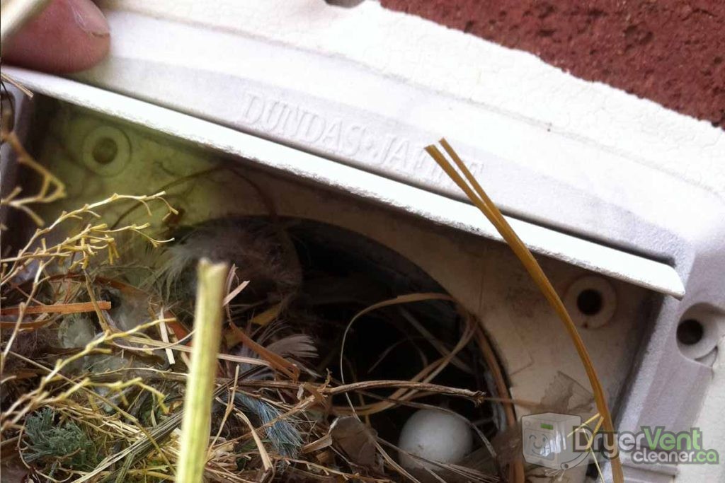 Nest removal from dryer vent
