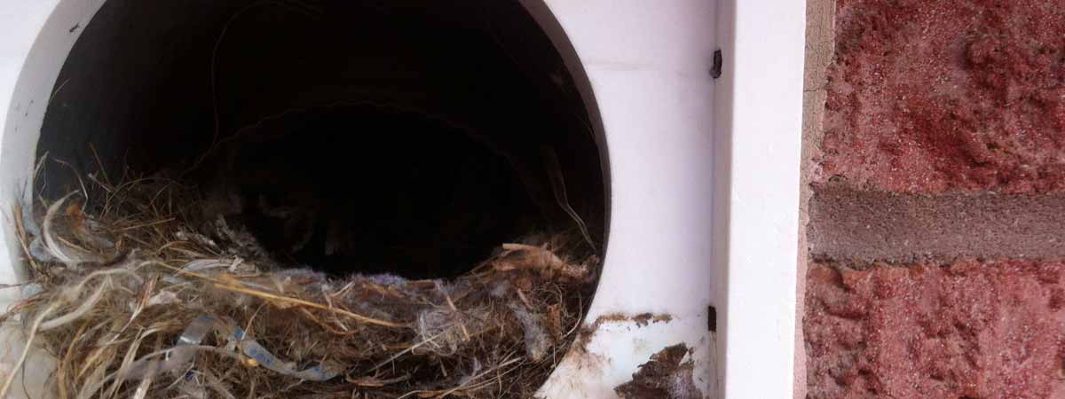 Nest removal from dryer vent